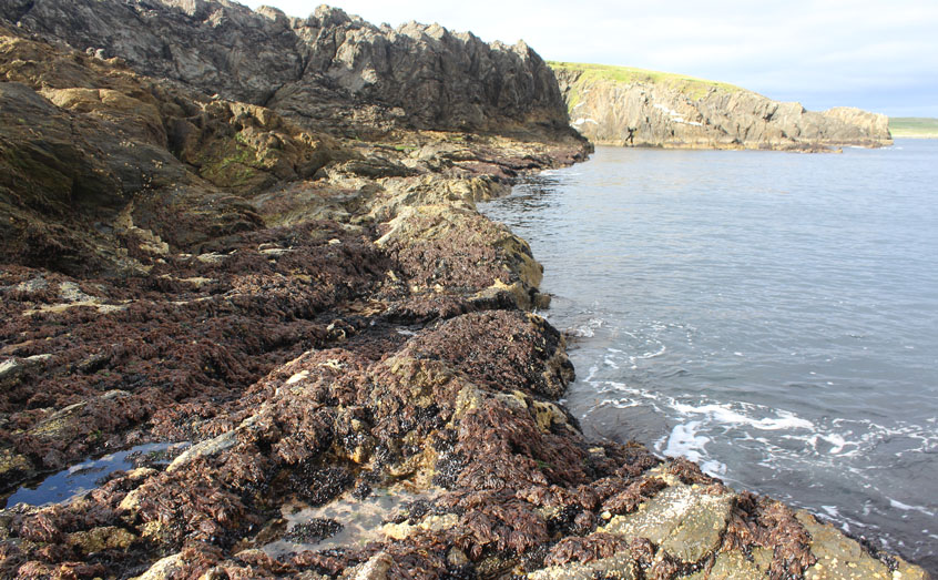 An intertidal species assemblage in Unst, Shetland, UK. Species are being rapidly replaced in assemblages like this as temperatures change around the world. Photo: Michael Burrows/SAMS