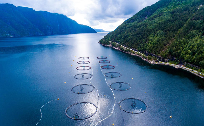 Academics from across the UHI partnership will join representatives of finfish, shellfish and seaweed aquaculture companies in the discussions