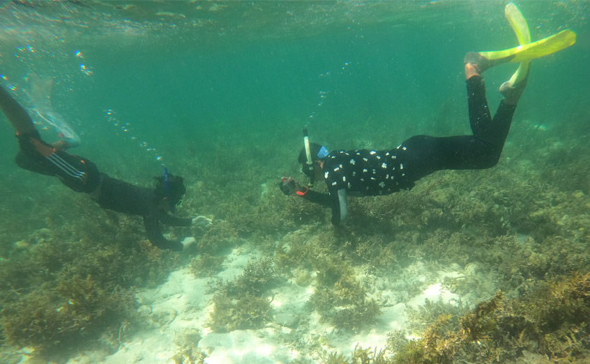 Divers collect wild seaweeds in Malaysia